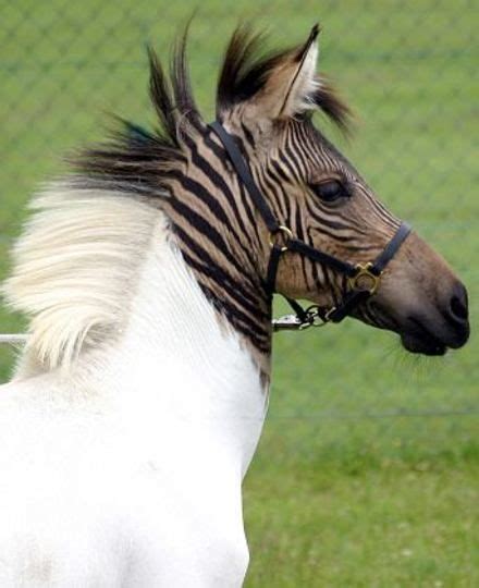 Hybrid Zebra/Horse Arrives in Germany | Horses, Unusual animals ...