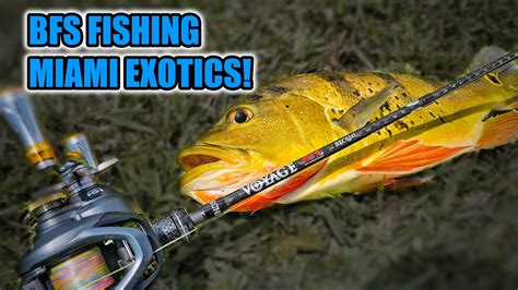 BFS Fishing Miami Canals For Exotic Fishes YouTube