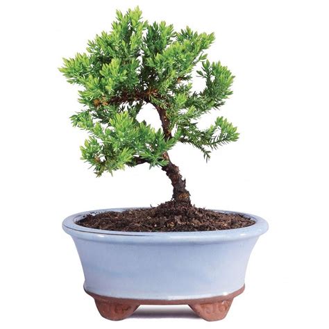 Green Mound Juniper Dt2101gmj Juniper Bonsai Bonsai Tree Types