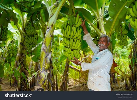 16636 Banana Farmer Image Images Stock Photos And Vectors Shutterstock