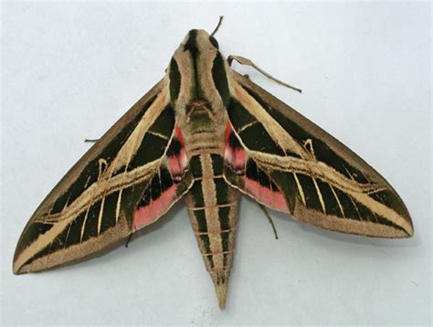 Banded Sphinx Eumorpha Fasciatus Bugguidenet