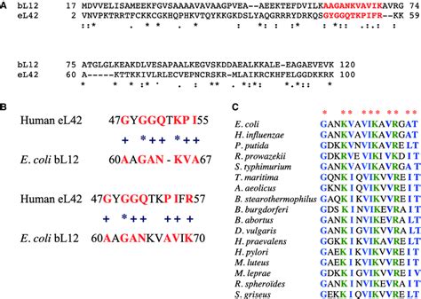 Alignment Of The Amino Acid Sequences Of The Human El42 And The E Coli