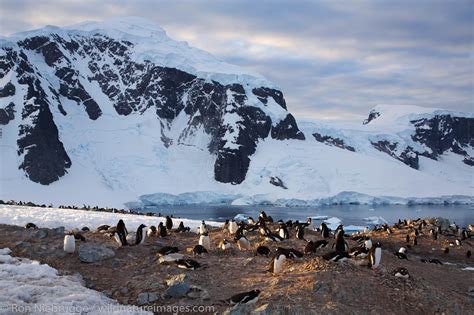 Danco Island Antarctica Photos By Ron Niebrugge