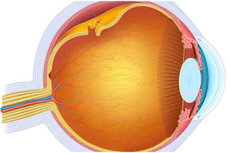 Postoperatorio Del Desprendimiento De Retina Ojopedia