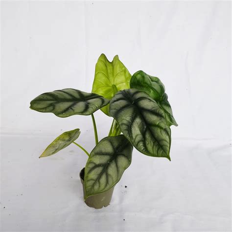 Why wyevale pennine is stocking rare plants you cannot find elsewhere 6