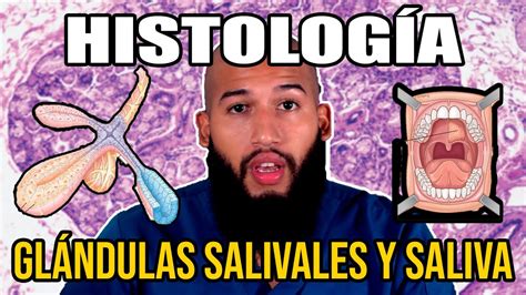 Histolog A Gl Ndulas Salivales Y Saliva Funciones Composici N