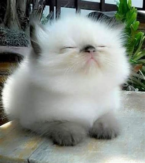 fluffy felines - Cute Kittens Photo (41534974) - Fanpop