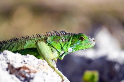 5 Iguana Types for Pets [Top List] | Pet Comments