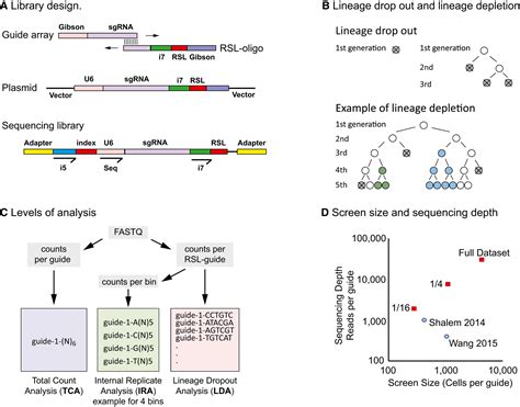 Crispr Cas Screening Using Unique Molecular Identifiers Molecular