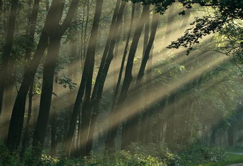 Papel de parede luz solar Árvores panorama natureza reflexão