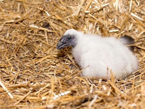 Turkey Vulture Nesting (Behavior, Eggs + Location) | Birdfact