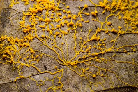 Slime Mould Probably Physarum Polycephalum Photo By Björn S In 2020 Slime Mould