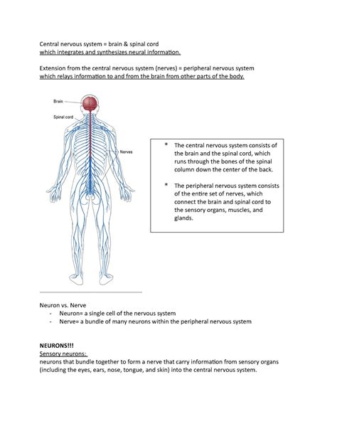 Nervous System Notes Central Nervous System Brain And Spinal Cord