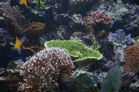 Free Stock Photo 1327-green_velvet_plate_coral_0703.JPG | freeimageslive
