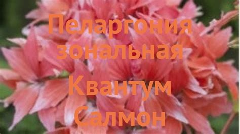 Пеларгония зональный Салмон 🌿 пеларгония Салмон обзор: как сажать ...