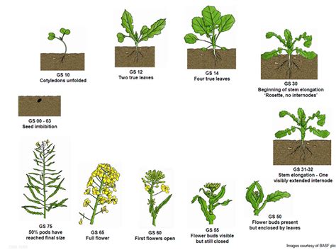 Canola Plant Stages