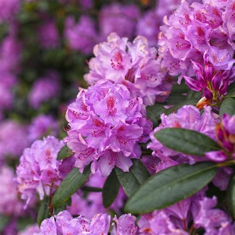 Саженцы Рододендрон купить почтой, лучшая цена в питомнике «Агросемфонд»