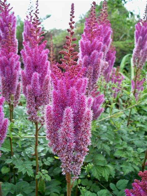 Неприхотливые многолетники для дачной клумбы | Gartengestaltung ideen ...