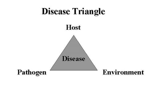 disease triangle | All about plant