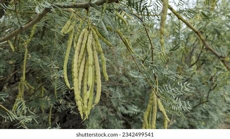 125 Mesquite Tree Pods Images Stock Photos 3D Objects Vectors