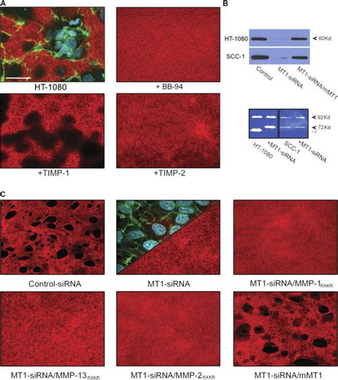 Mt1 Mmp Regulates Collagen Degradative Activity In Tumor Cells A Download Scientific Diagram