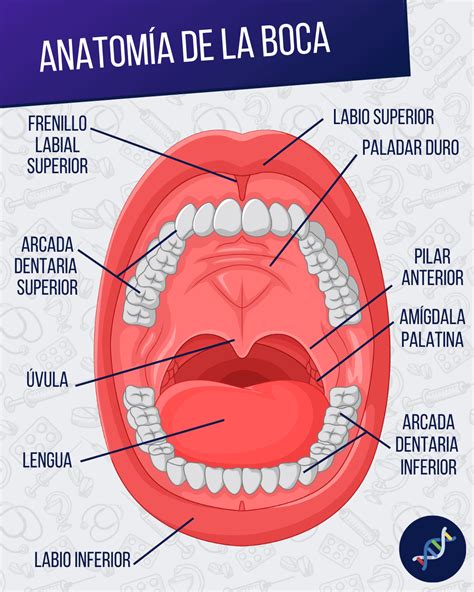 Anatomia De La Boca Limites De La Cavidad Bucal Cavidad Bucal Anatomia