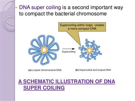 organization of DNA in chromosomes. 