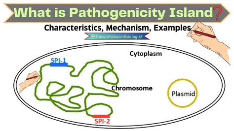 Pathogenicity Island Or Pai The Facts Explained Animated Video Thewhiteboardbiologist