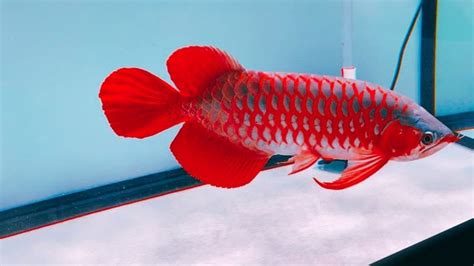 Ikan Arwana Golden Red