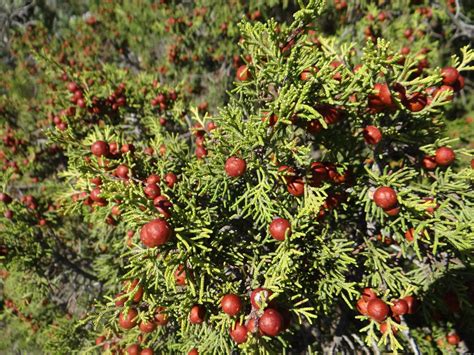 Photo Phoenician Juniper Juniperus Phoenicea Observation Org