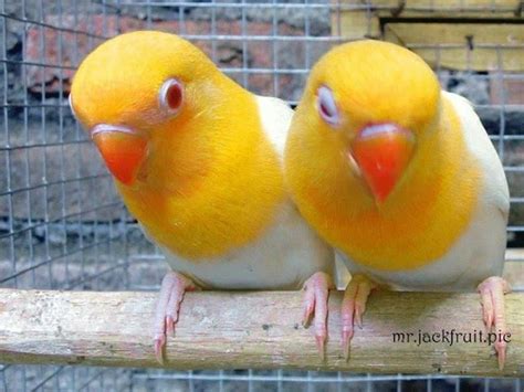 How To Determine The Sex Of A Lovebird 6 Steps With Pictures Artofit