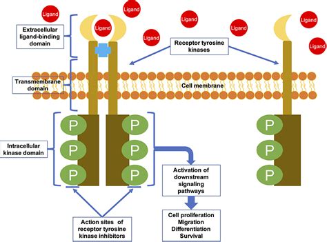 An Overview of Protein Kinases: Definition & Functions 