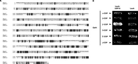 Usp Interacts With Mammalian Cop A Alignment Of S Cerevisiae