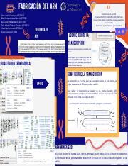 Fabricando un ARN y una proteína pdf Fabricación del arn Edson Seefoo