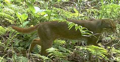 Borneo Bay Cat (Pardofelis badia) - Wild Cats Magazine