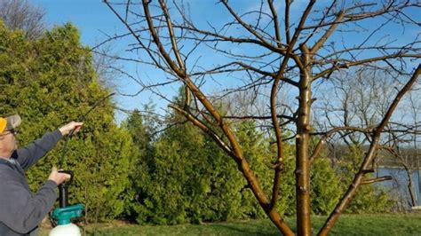 Homemade Apple Tree Spray Farm Girl Fresh