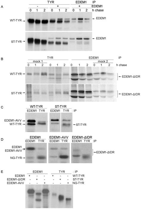 A 293t Cells Were Co Transfected Tyrosinase Mutants Pulse Labeled And