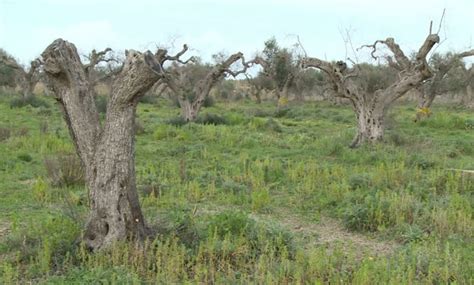 Xylella La Denuncia Di Coldiretti Puglia Fermi Milioni Di Euro Per