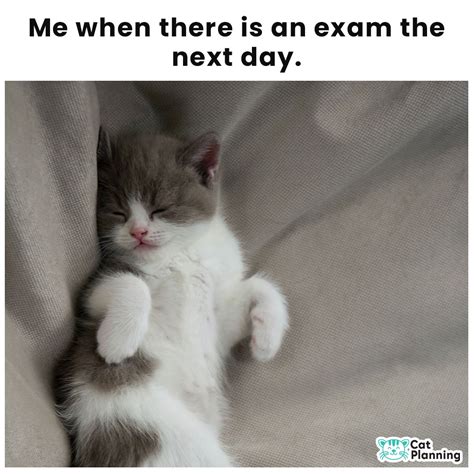 It worries me that I don't worry about exams! : r/Catmemes