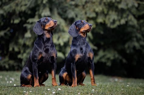 Accueil Elevage De La Cierna Zviera Eleveur De Chiens Chien Courant