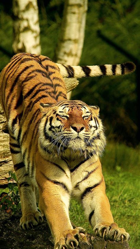 7 Largest Tiger Reserves in India