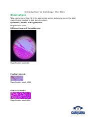 The Skin Answer Sheet Docx Introduction To Histology The Skin