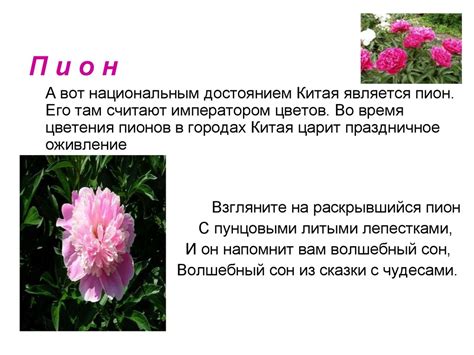 Презентация «Цветы в легендах и преданиях» - презентация онлайн