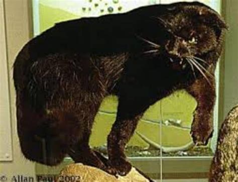 The Kellas Cats of Scotland : r/Cryptozoology