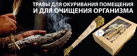 Травы для окуривания. Как правильно окуривать помещение чабрецом ...