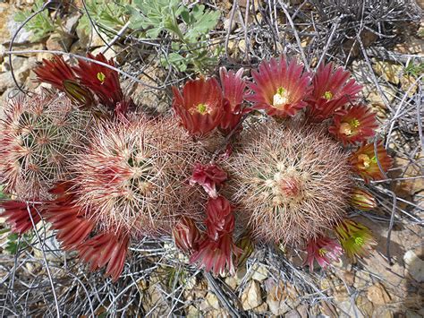 Cacti of Texas, USA