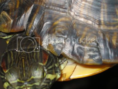 Fungal Shell Rot, uneven scutes shedding - EMERGENCY CARE - Turtle Forum