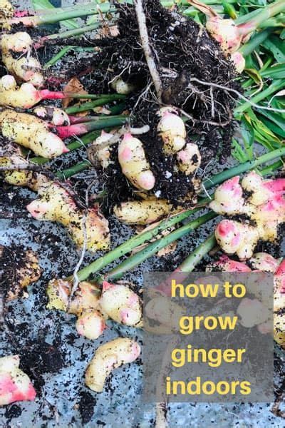 How To Grow Ginger Indoors A Step By Step Picture Guide Growing