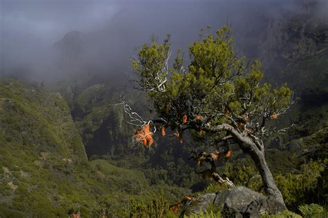 Arbre Montagnes Paysage Photo Gratuite Sur Pixabay Pixabay