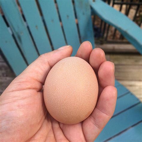 Our First Egg Chicken Egg Brownegg Homestead Homest Flickr